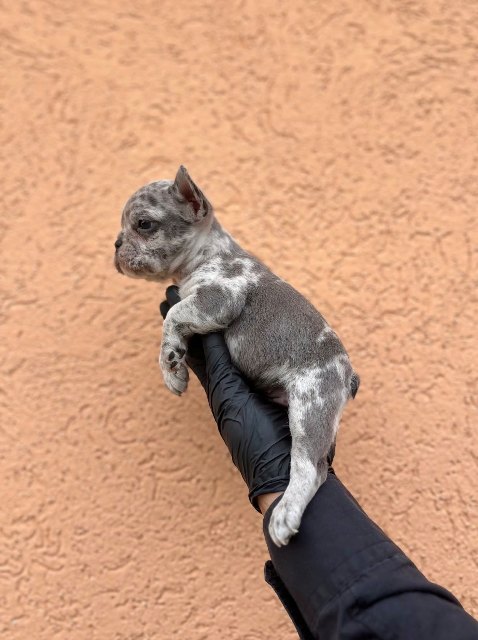 Exotic French Bulldog Balkan – TOP quality puppies