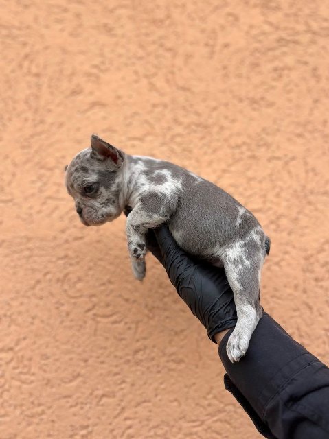Exotic French Bulldog Balkan – TOP quality puppies