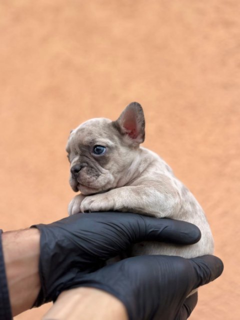 Exotic French Bulldog Balkan – TOP quality puppies