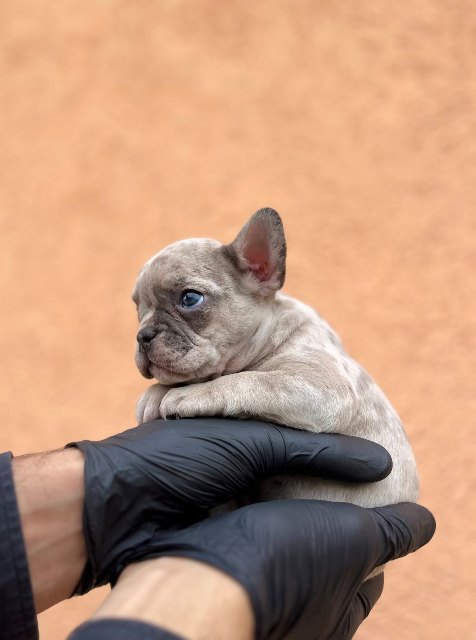 Exotic French Bulldog Balkan – TOP quality puppies