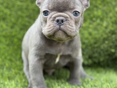 French Bulldog