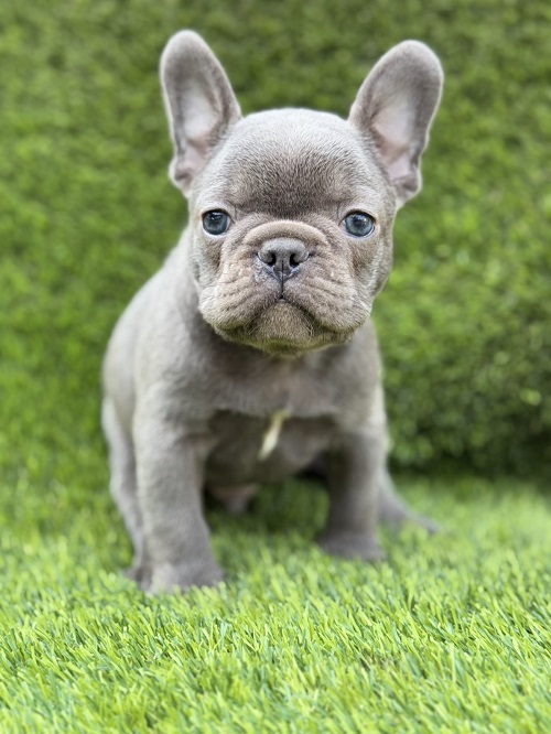 French Bulldog