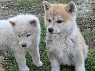 Japanese Akita, puppies
