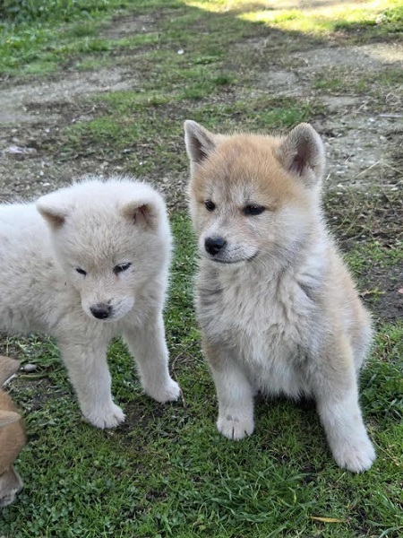 Japanese Akita, puppies
