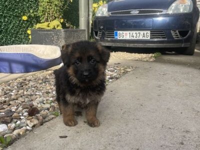 German Shepherd