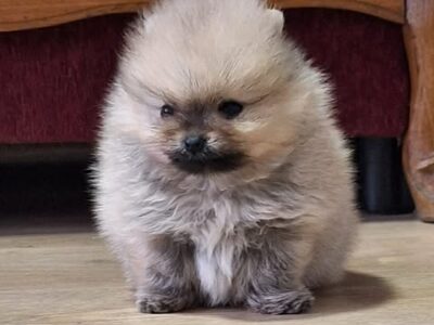 Pomeranian Spitz - Boo