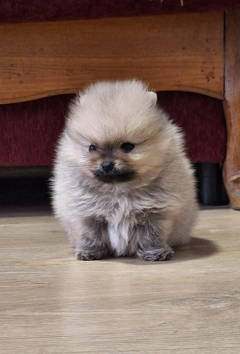 Pomeranian Spitz - Boo