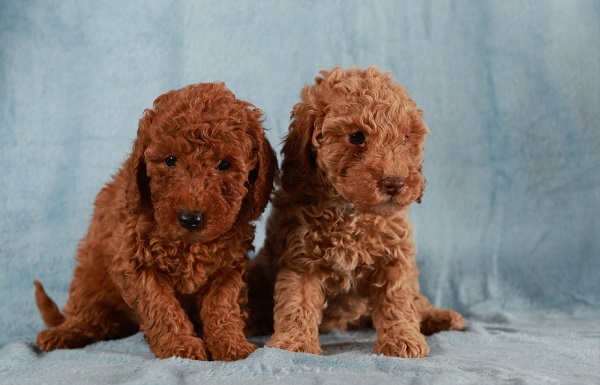 Red Toy / Miniature Poodle