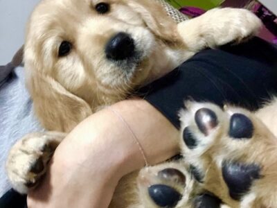 Golden retriever 3nnn