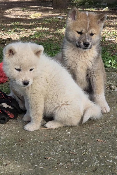 Japanese Akita, puppies