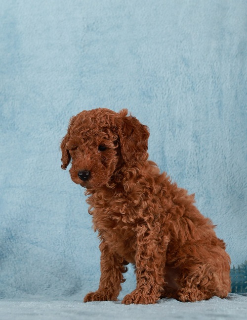 Red Toy / Miniature Poodle