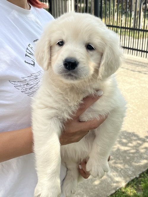 Golden retriever 3nnn