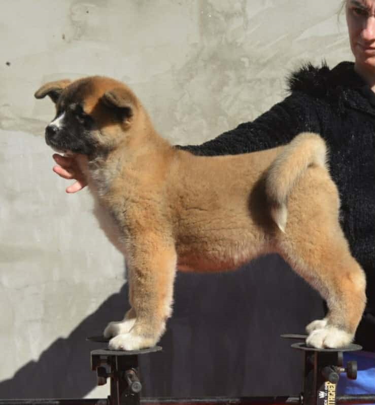 American Akita