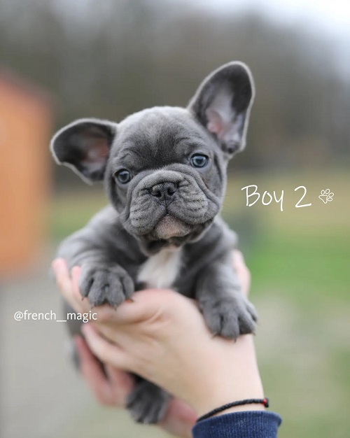 French bulldog