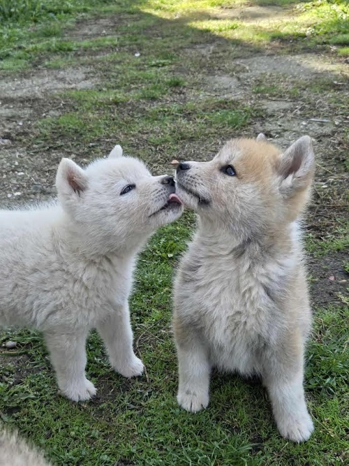 Japanese Akita, puppies