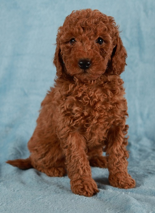 Red Toy / Miniature Poodle