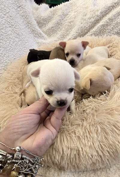 Mini chihuahuas
