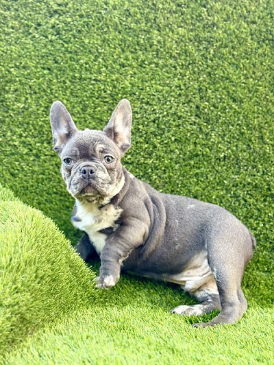 French Bulldog