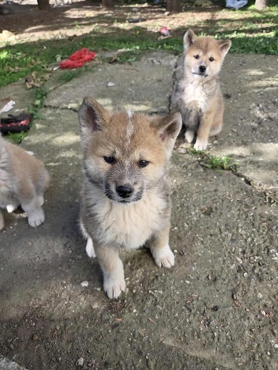 Japanese Akita, puppies