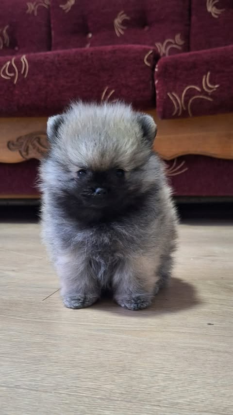 Pomeranian Spitz - Boo