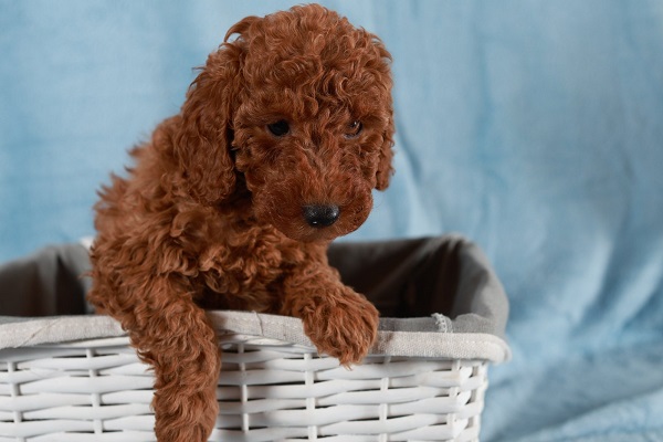 Red Toy / Miniature Poodle