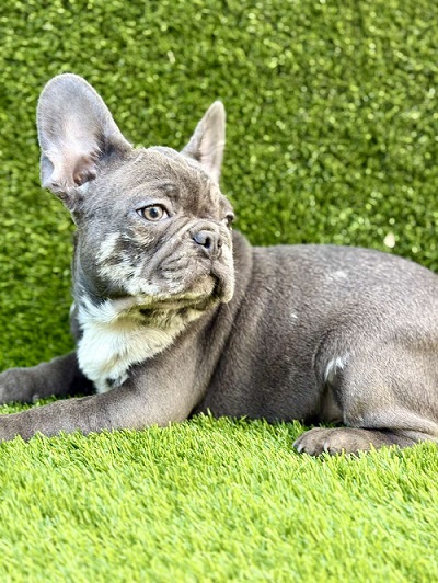 French Bulldog