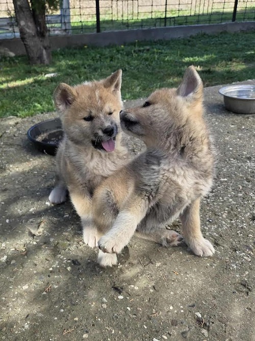 Japanese Akita, puppies