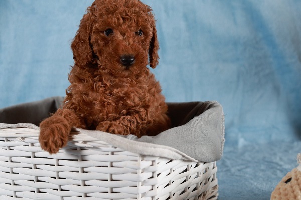 Red Toy / Miniature Poodle