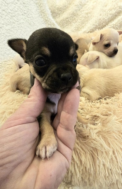 Mini chihuahuas