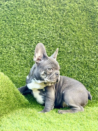 French Bulldog