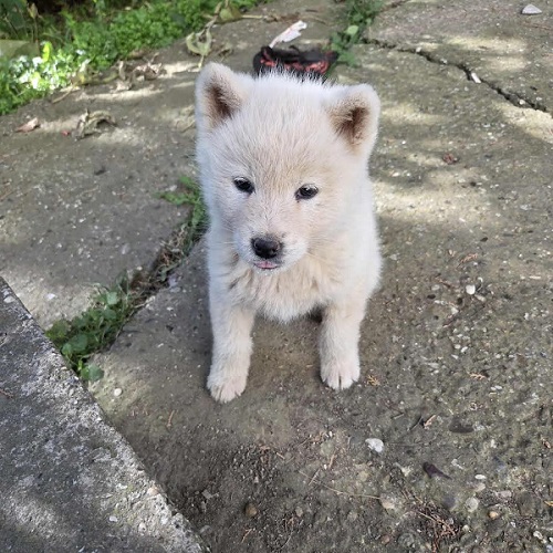 Japanese Akita, puppies