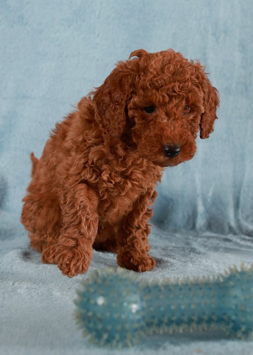 Red Toy / Miniature Poodle