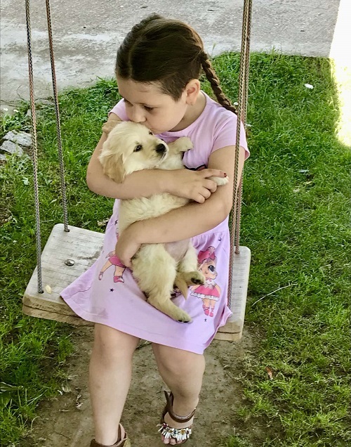 Golden retriever 3nnn