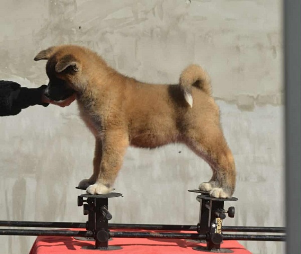 American Akita