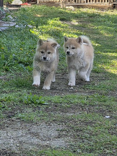 Japanese Akita, puppies