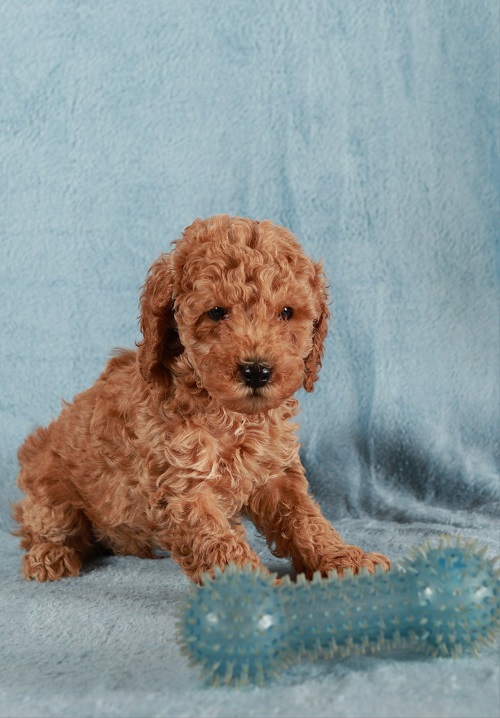 Red Toy / Miniature Poodle