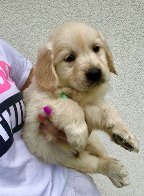 Golden retriever 3nnn