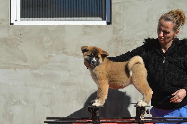 American Akita
