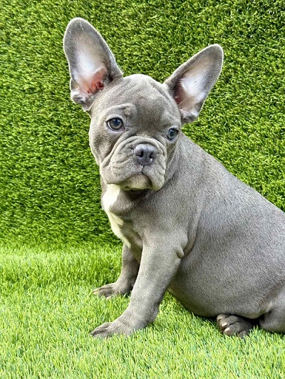 French Bulldog