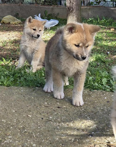 Japanese Akita, puppies