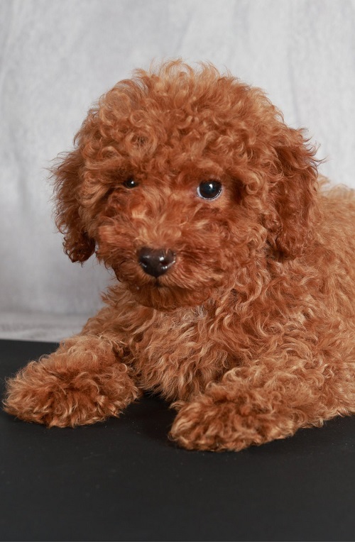 Red Toy / Miniature Poodle