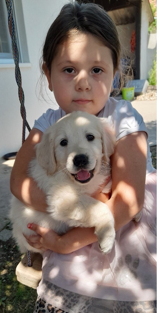 Golden retriever 3nnn