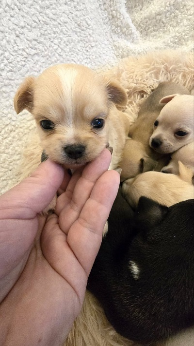 Mini chihuahuas