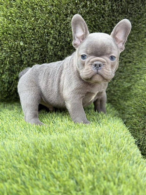 French Bulldog