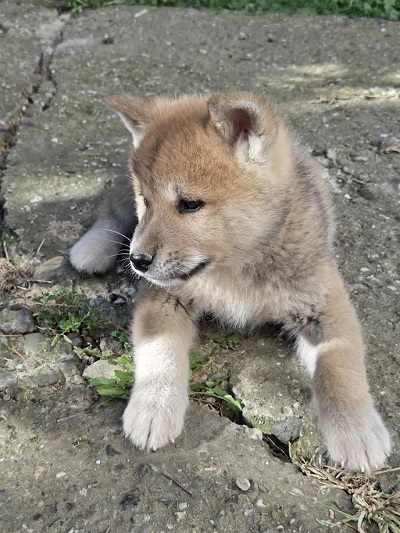 Japanese Akita, puppies