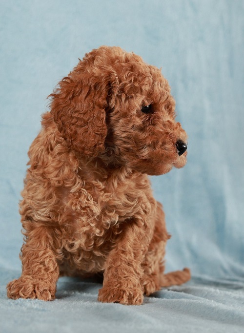 Red Toy / Miniature Poodle