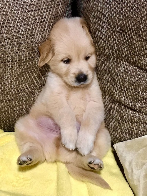 Golden retriever 3nnn