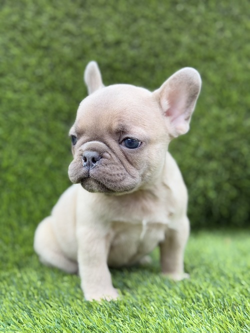 French Bulldog