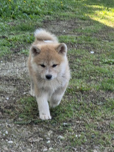 Japanese Akita, puppies