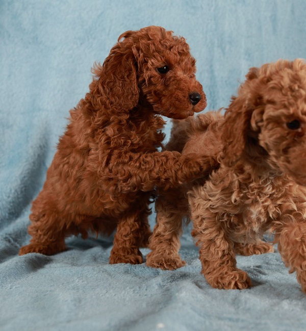 Red Toy / Miniature Poodle